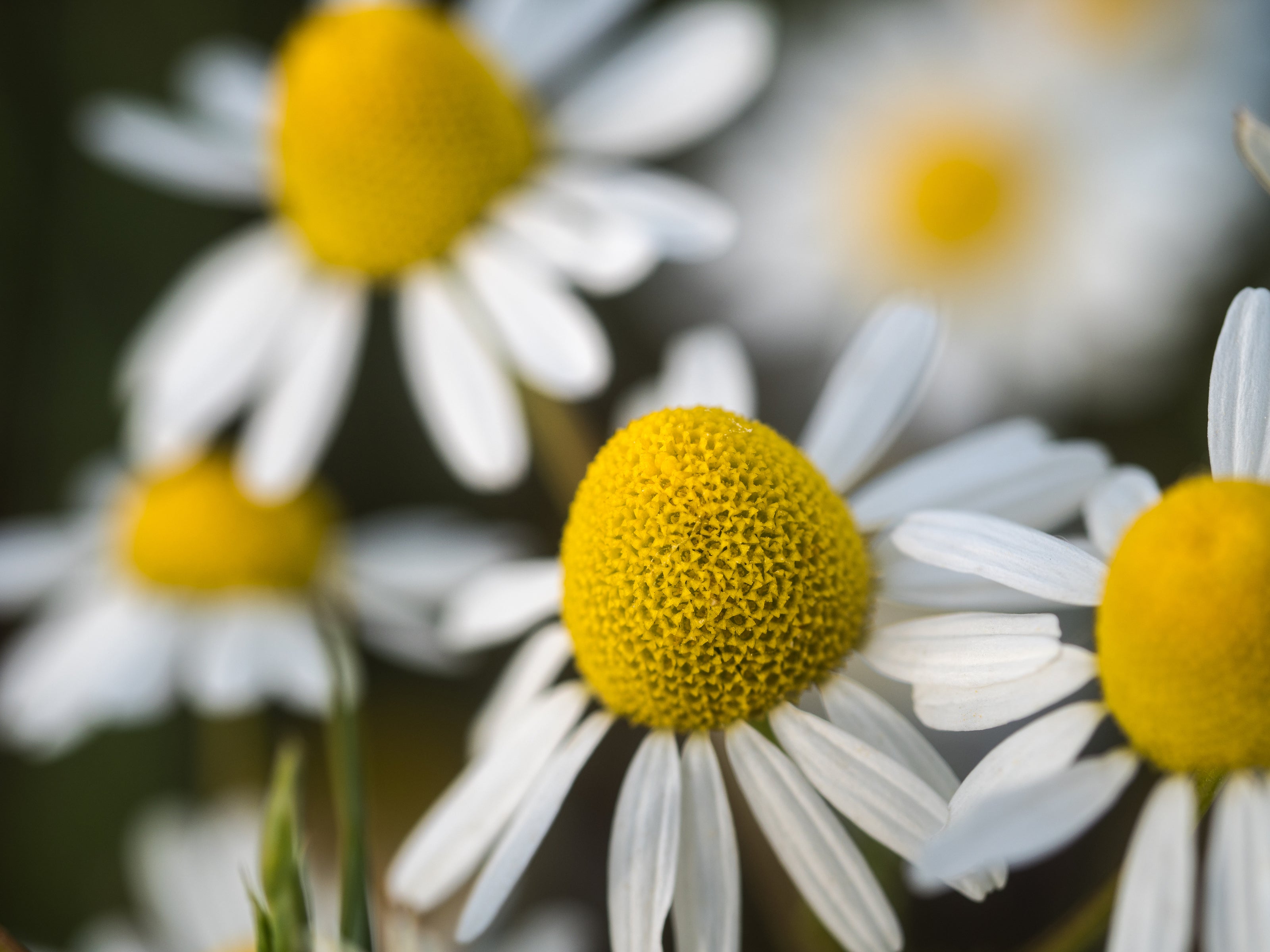 Kamilleblüten, die ein wichtiger Bestandteil von PopoClean sind